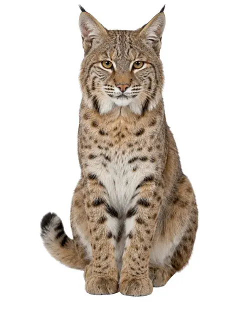 Lince rojo