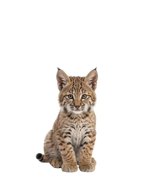 Lince rojo cachorro