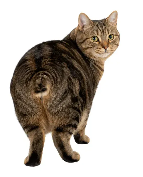 Manx