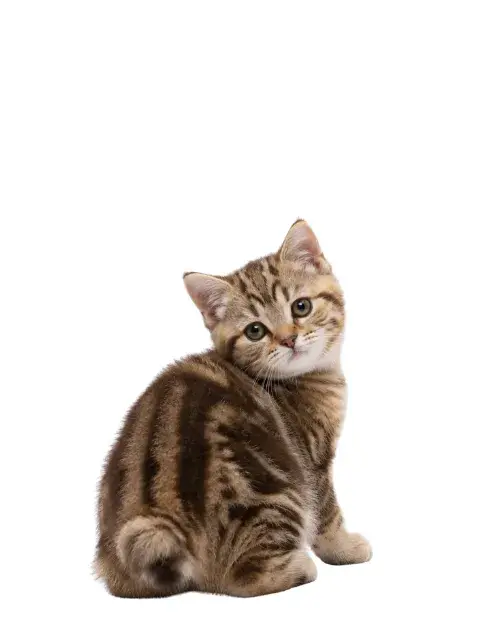 Manx cachorro