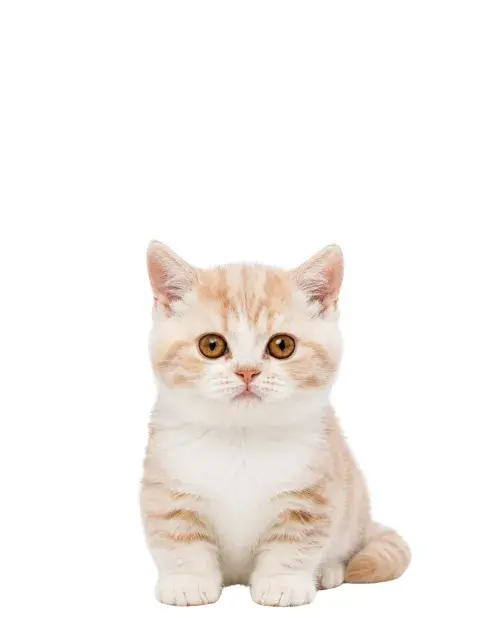 Munchkin cachorro