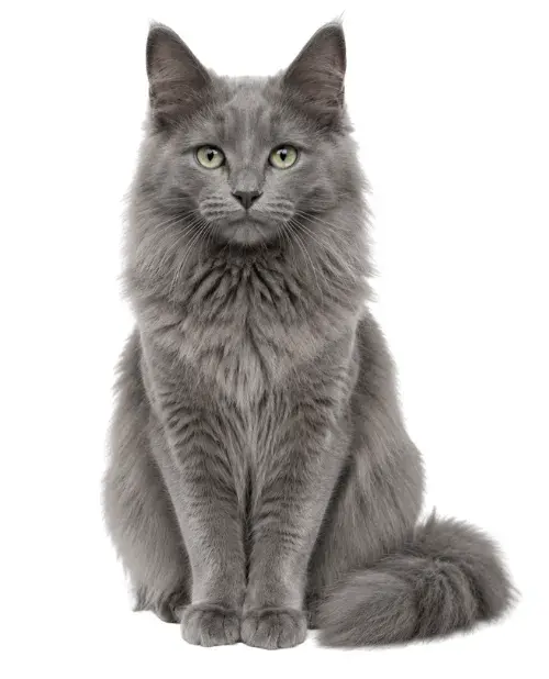 Nebelung