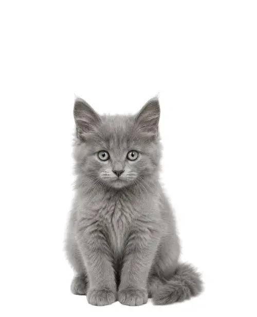 Nebelung cachorro