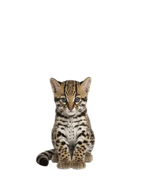 Ocelote cachorro