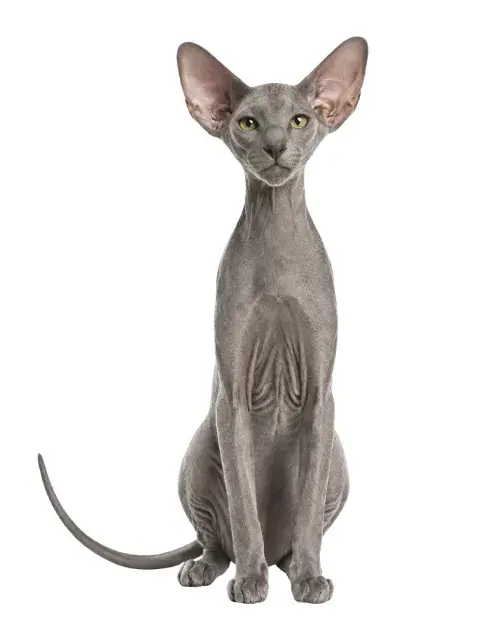 Gato Peterbald