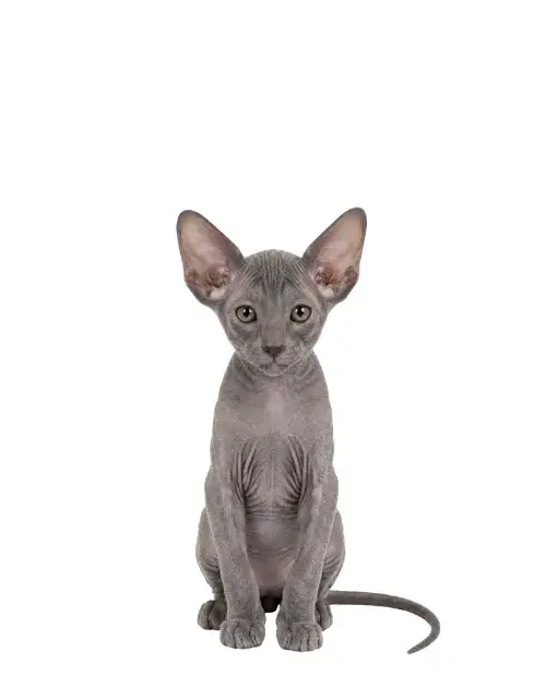 Peterbald cachorro