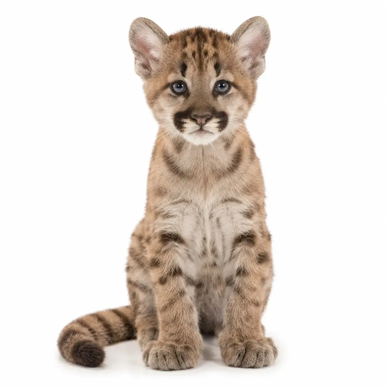 Puma cachorro