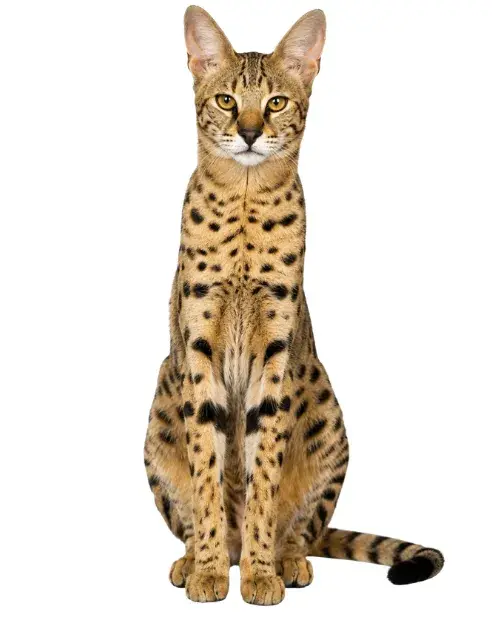 Savannah
