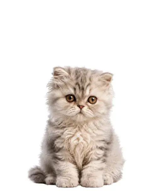 Selkirk Rex cachorro