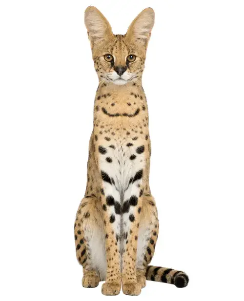 Serval