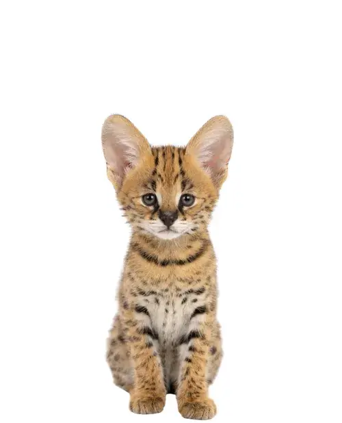 Serval cachorro