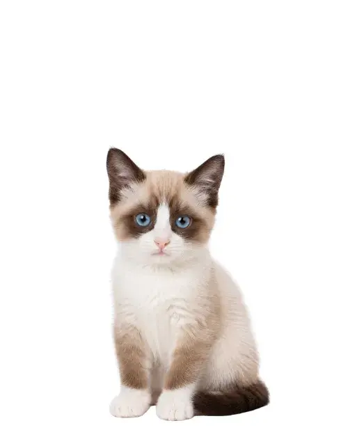 Snowshoe cachorro