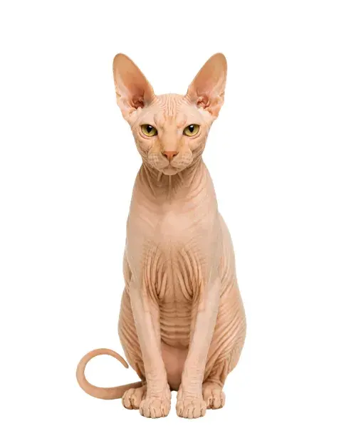 Sphynx