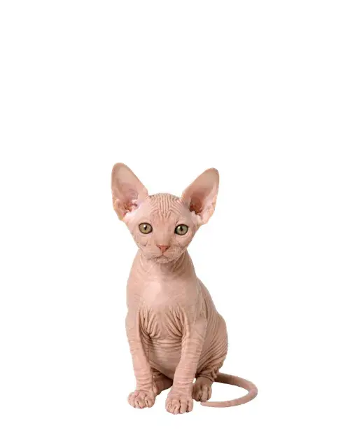 Sphynx cachorro